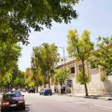 Da decenni se ne stanno ritti e ordinati lungo viale Salandra e viale Orazio Flacco, amati per le loro chiome ombreggianti, la loro maestosit� e il caratteristico profumo
